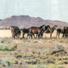 Wild Band, 12" x 36" Framed
