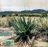 Yucca & Desert Scrub, 12" x 12"