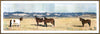 Wild on the Ranch, 12" x 36" Framed