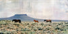 Wild Horses, 18" x 36"